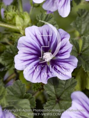 botanic stock photo Malva