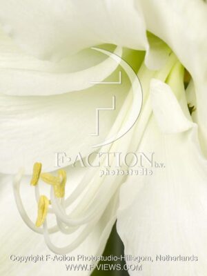 botanic stock photo Hippeastrum