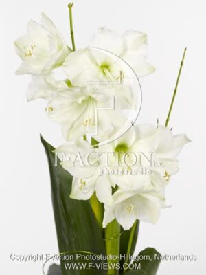botanic stock photo Hippeastrum
