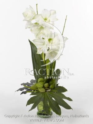 botanic stock photo Hippeastrum