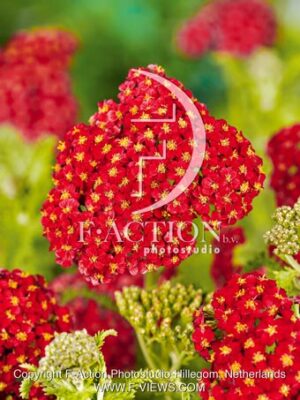 millefolium 'Red Velvet'