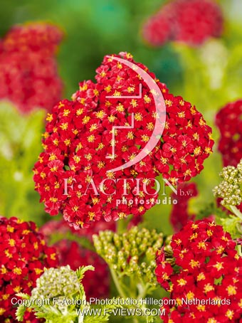 millefolium 'Red Velvet'