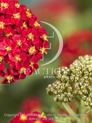 botanic stock photo Achillea
