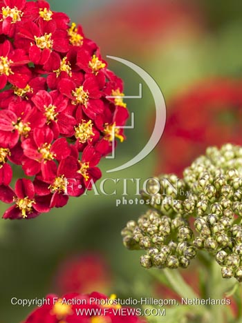 botanic stock photo Achillea