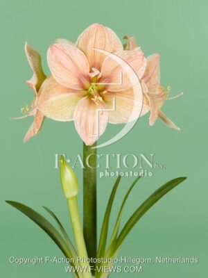 botanic stock photo Hippeastrum