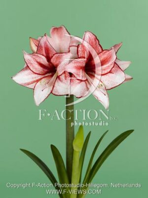 botanic stock photo Hippeastrum