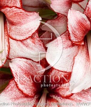 botanic stock photo Hippeastrum
