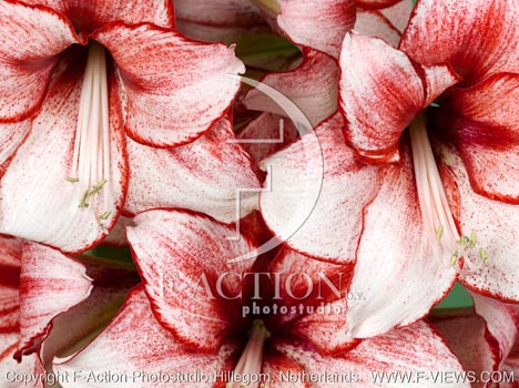 botanic stock photo Hippeastrum