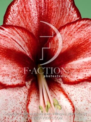 botanic stock photo Hippeastrum