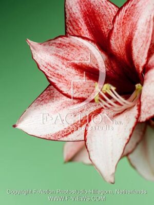 botanic stock photo Hippeastrum