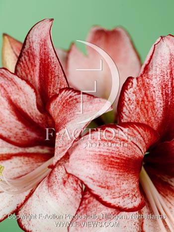 botanic stock photo Hippeastrum