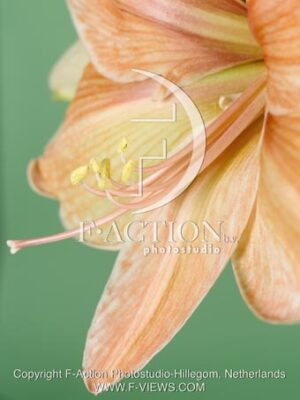 botanic stock photo Hippeastrum
