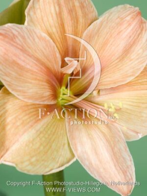 botanic stock photo Hippeastrum