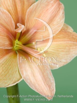 botanic stock photo Hippeastrum