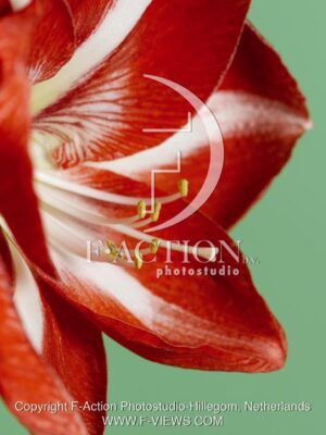 botanic stock photo Hippeastrum