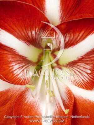 botanic stock photo Hippeastrum