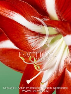 botanic stock photo Hippeastrum