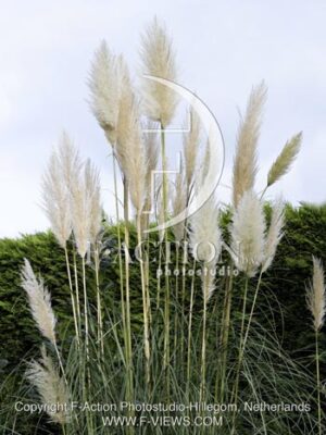 botanic stock photo Cortaderia