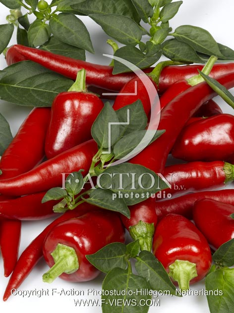 botanic stock photo Capsicum