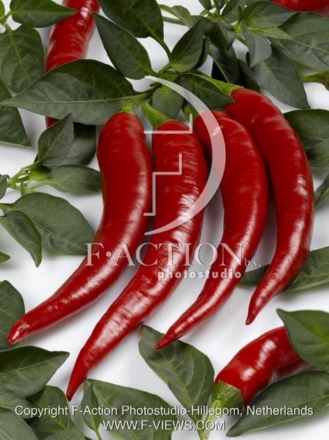 botanic stock photo Capsicum