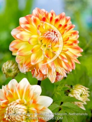 Peaches & Cream