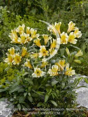 botanic stock photo Alstroemeria