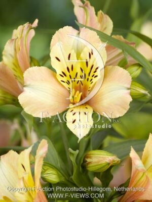 botanic stock photo Alstroemeria