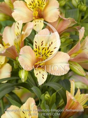 botanic stock photo Alstroemeria