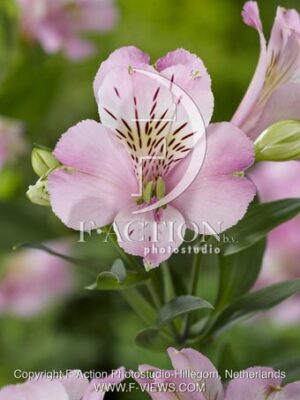 botanic stock photo Alstroemeria