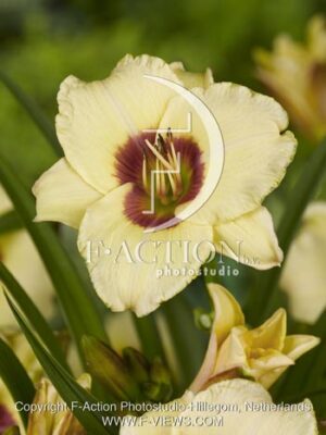 botanic stock photo Hemerocallis