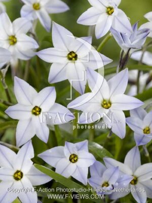 botanic stock photo Ipheion