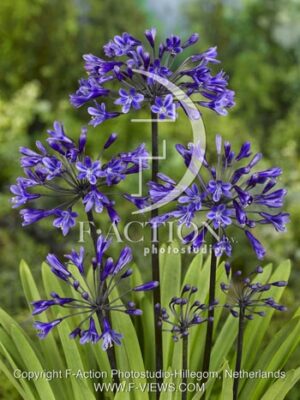 botanic stock photo Agapanthus