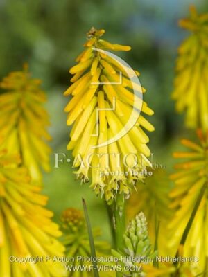 botanic stock photo Kniphofia