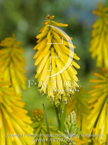 botanic stock photo Kniphofia