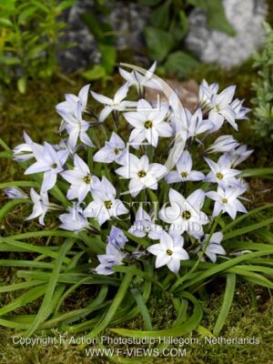 botanic stock photo Ipheion
