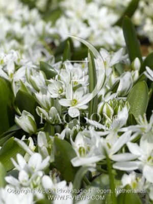 botanic stock photo Ornithogalum