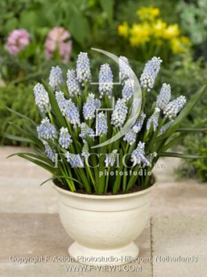 botanic stock photo Muscari