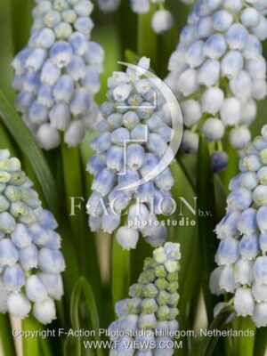 botanic stock photo Muscari