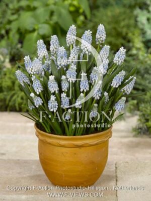 botanic stock photo Muscari