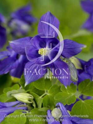 botanic stock photo Aquilegia