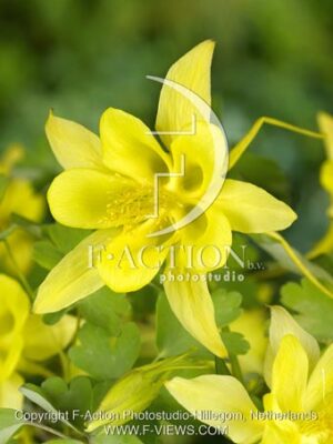 botanic stock photo Aquilegia
