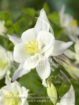 botanic stock photo Aquilegia