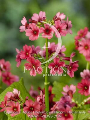 botanic stock photo Primula