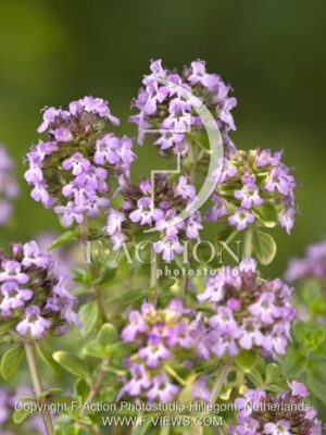 botanic stock photo Thymus