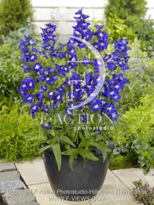botanic stock photo Delphinium