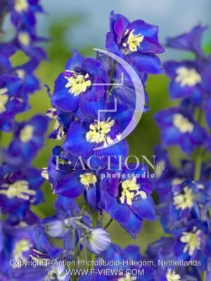 botanic stock photo Delphinium