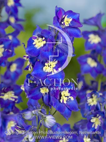 botanic stock photo Delphinium