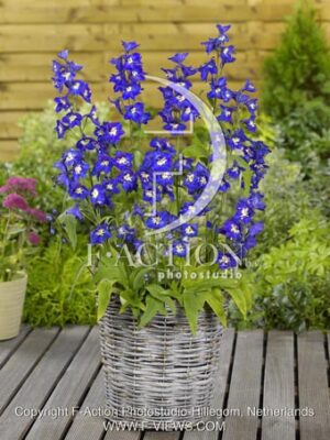 botanic stock photo Delphinium