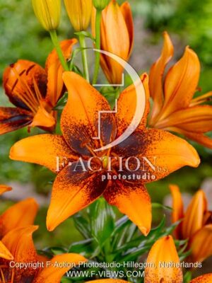 Orange Art