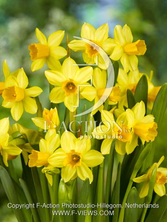 botanic stock photo Narcissus